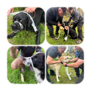Unter Schmerzen kann selbst der liebste Hund um sich beißen. Ist kein Maulkorb zur Hand, kann sich der Hundeführer/die Hundeführerin mit einer Maulschlinge helfen - aber das Handling dazu muss trainiert werden