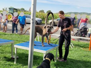 Marlis präsentiert mit Dino eine Übungseinheit auf den Detachiertischen. 